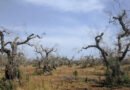 Enzo Lavarra presenta “La Xylella. Distruzione e rinascita degli olivi”