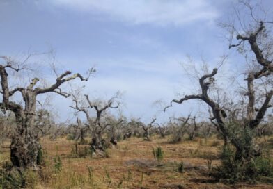 Enzo Lavarra presenta “La Xylella. Distruzione e rinascita degli olivi”